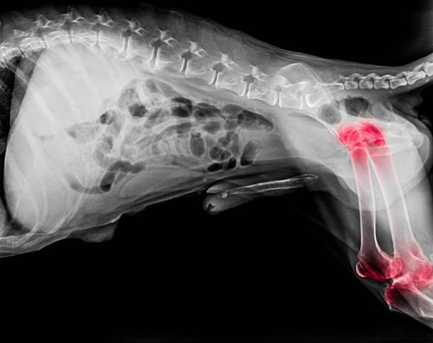 Homemade Diet Recipe for Canine Arthritis