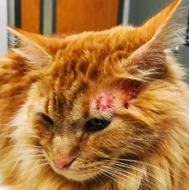 Cat with self-induced trauma on face