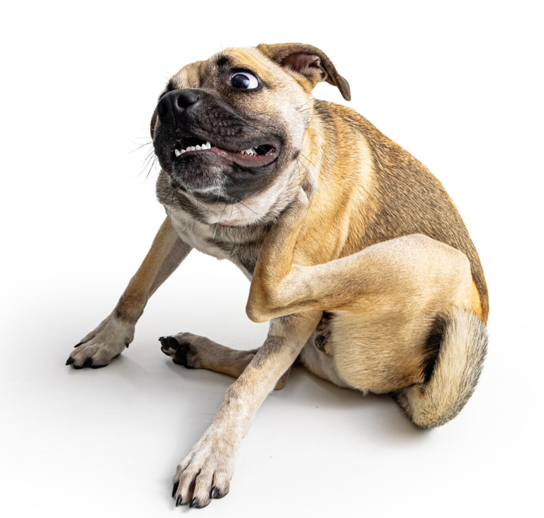 Homemade Diet Recipe for Canine Dietary Hypersensitivity