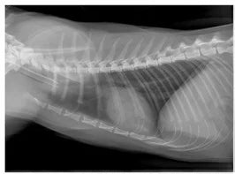 Homemade Diet Recipe for Feline Cardiac Disease