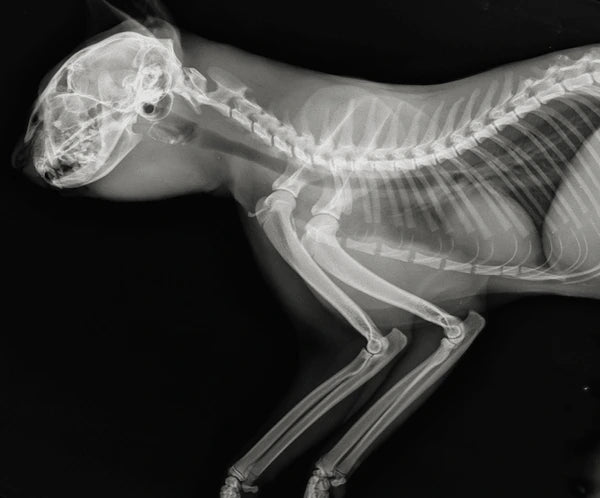 Homemade Diet Recipe for Feline Arthritis