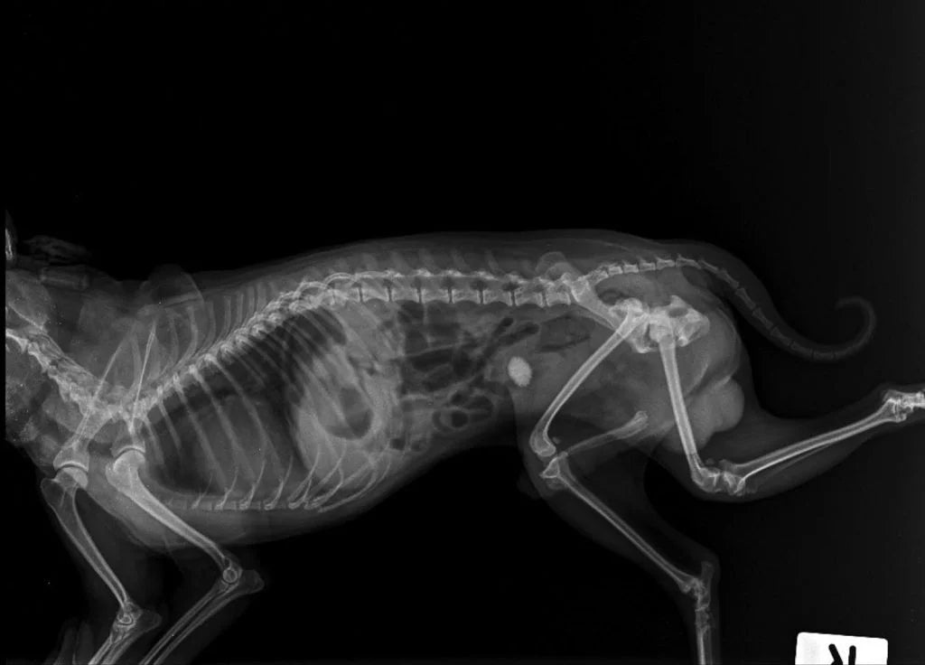 Homemade Diet Recipe for Feline Urolith Prevention - Calcium/Oxalate