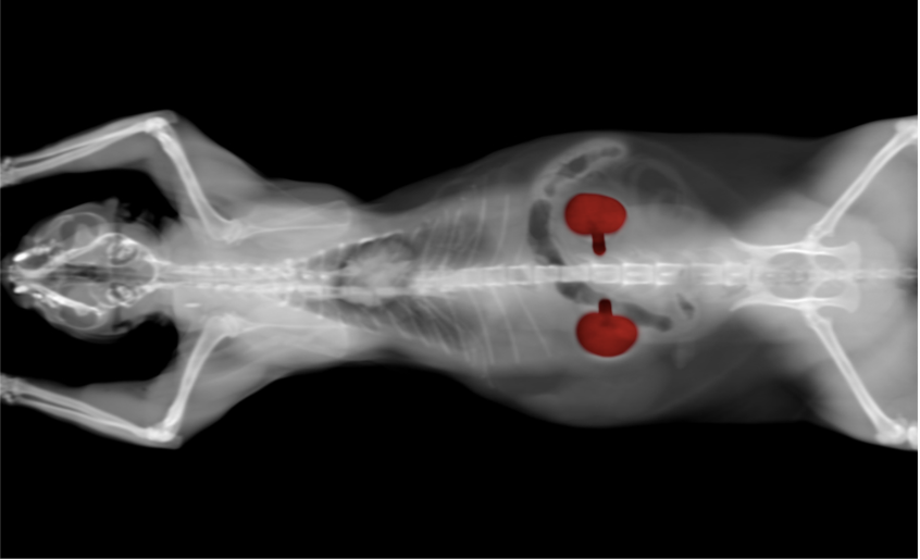 Homemade Diet Recipe for Feline Kidney Disease IRIS Stage I/II