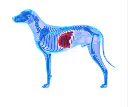 Homemade Diet Recipe for Canine Non-Copper-Associated Chronic Hepatopathy