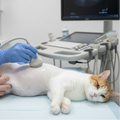 A white and orange cat lies on a examination table while a veterinarian in blue scrubs performs an ultrasound on its side. An ultrasound machine monitor is visible in the background of the clinic.
